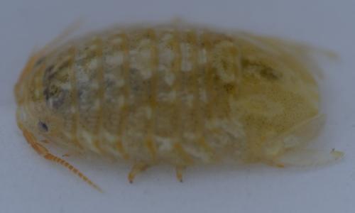 Réf. 211 928 : Sphaeroma serratum